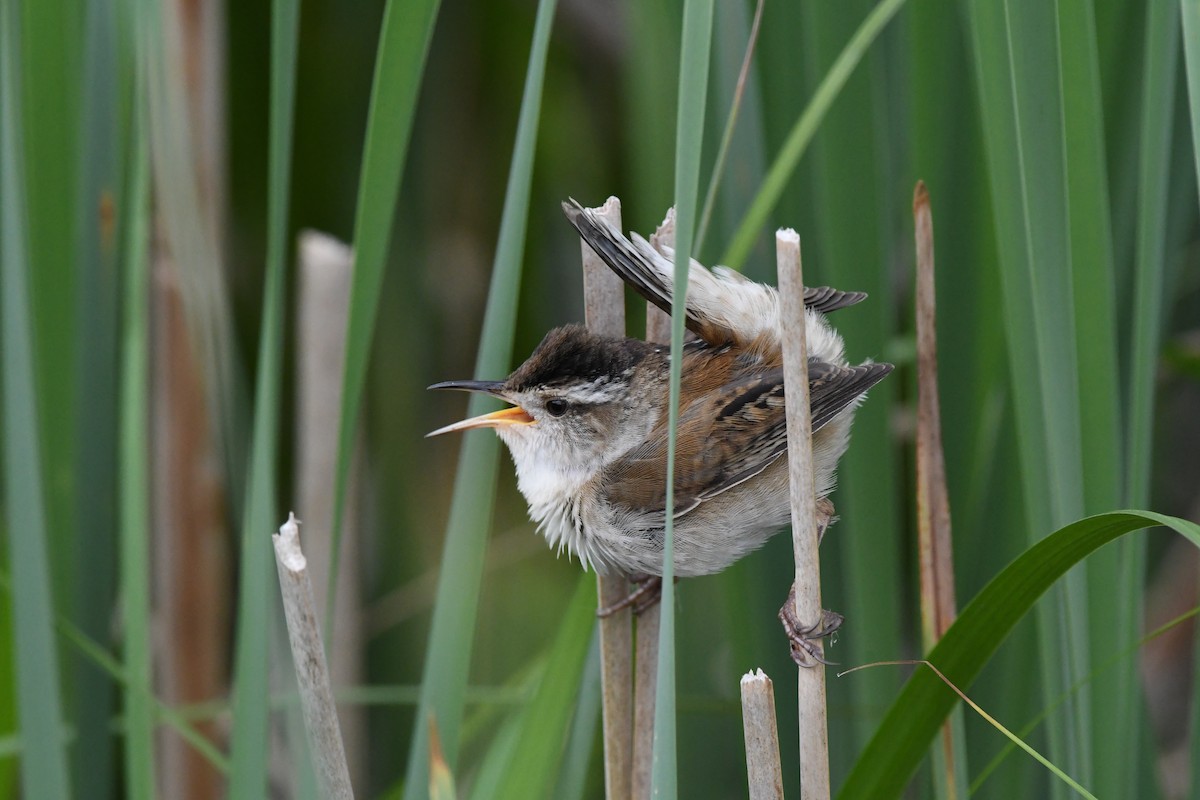 Marsh Wren - Tim Schadel