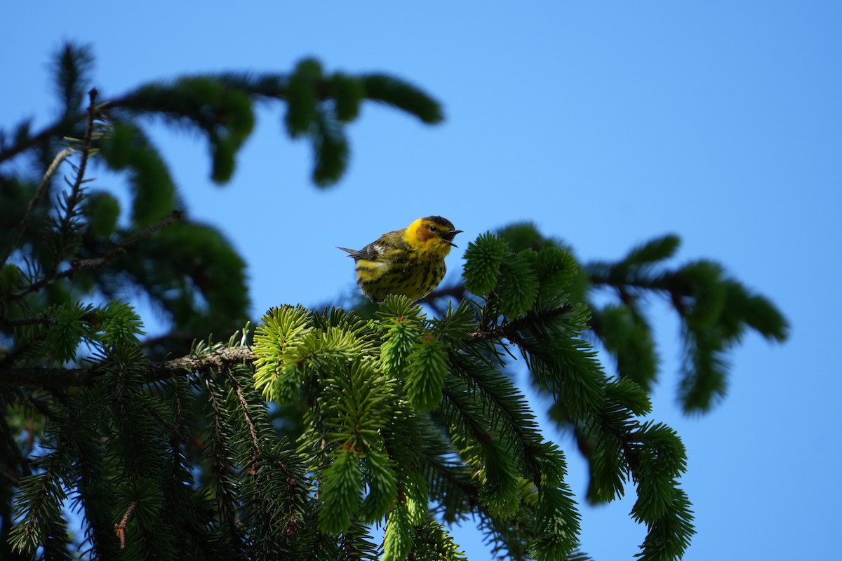 Cape May Warbler - ML618909500