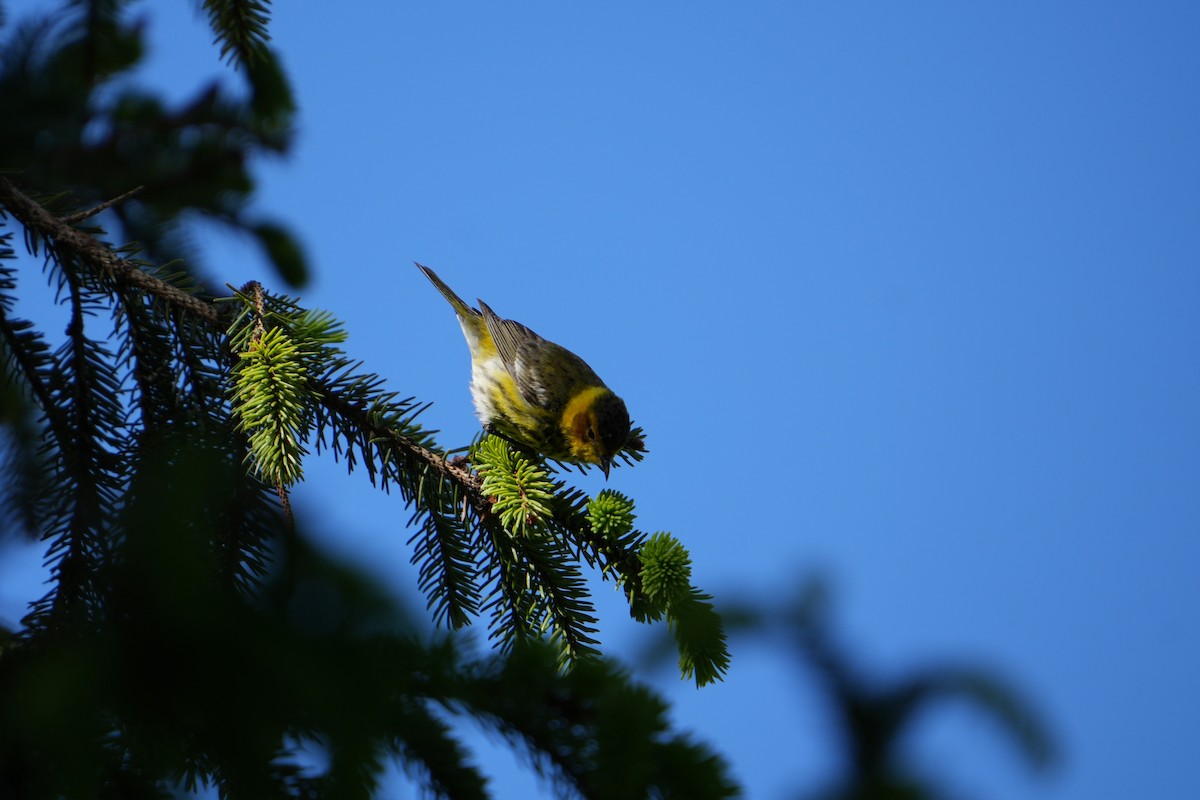 Cape May Warbler - ML618909502