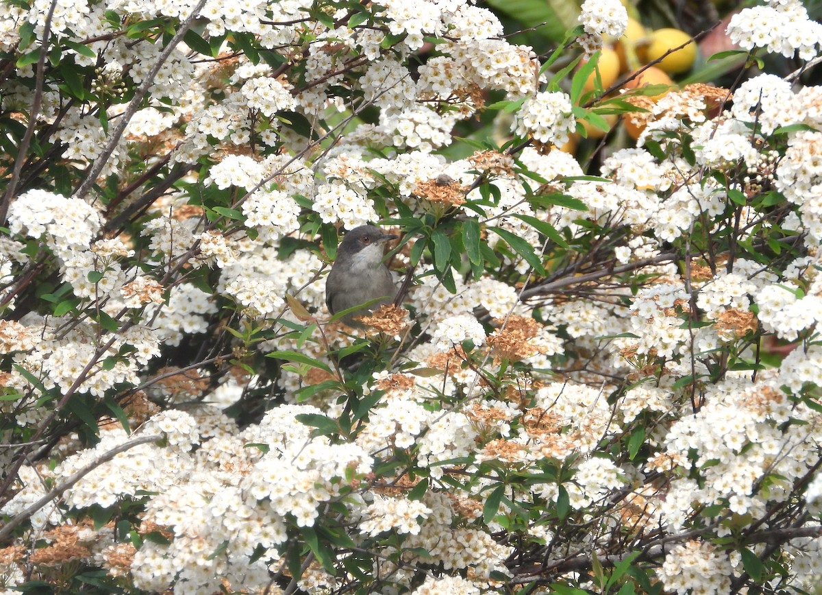 Sardinian Warbler - Francesco Barberini