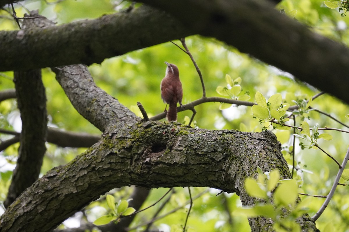 Carolina Wren - Braydon Leary