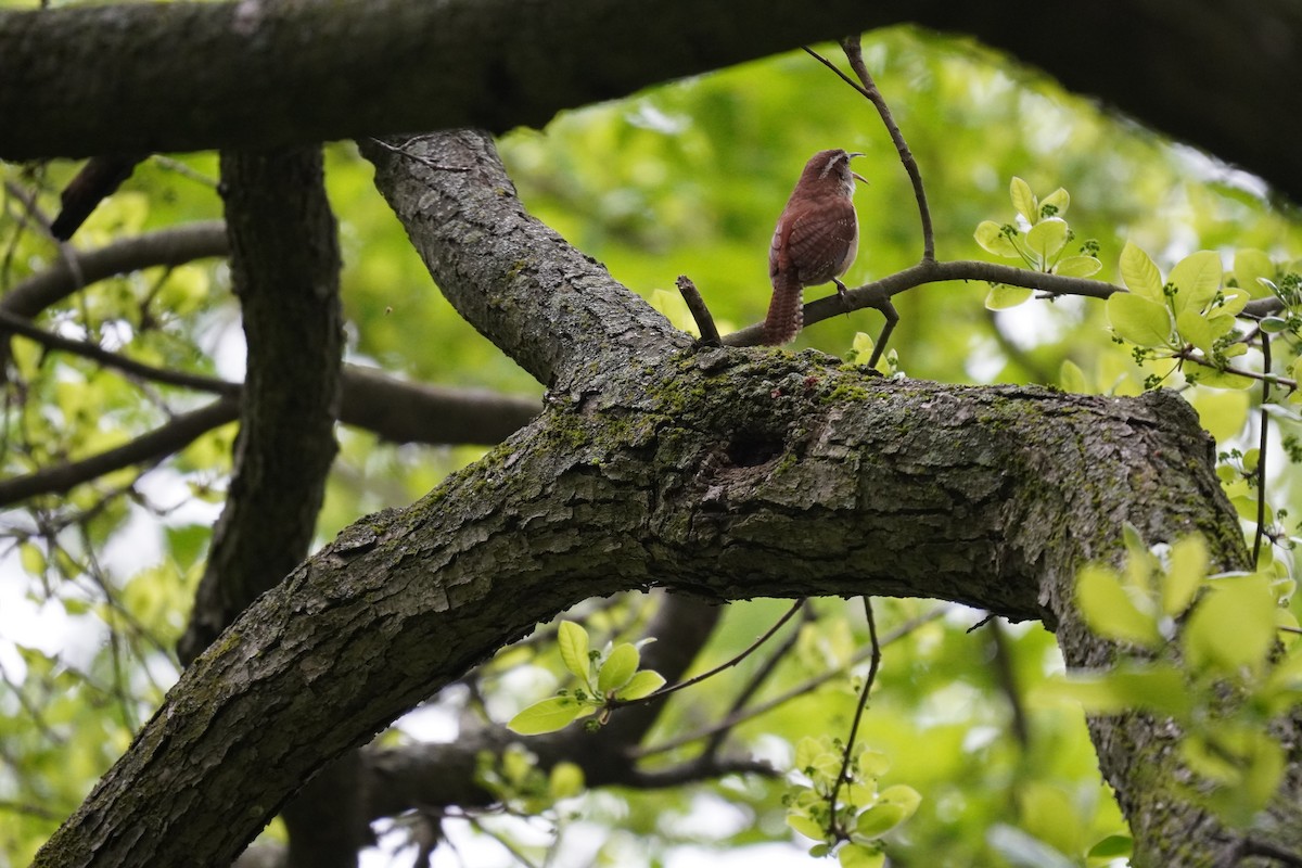 Carolina Wren - Braydon Leary