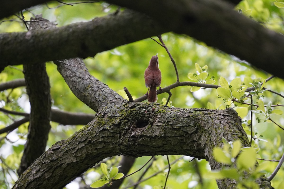 Carolina Wren - Braydon Leary