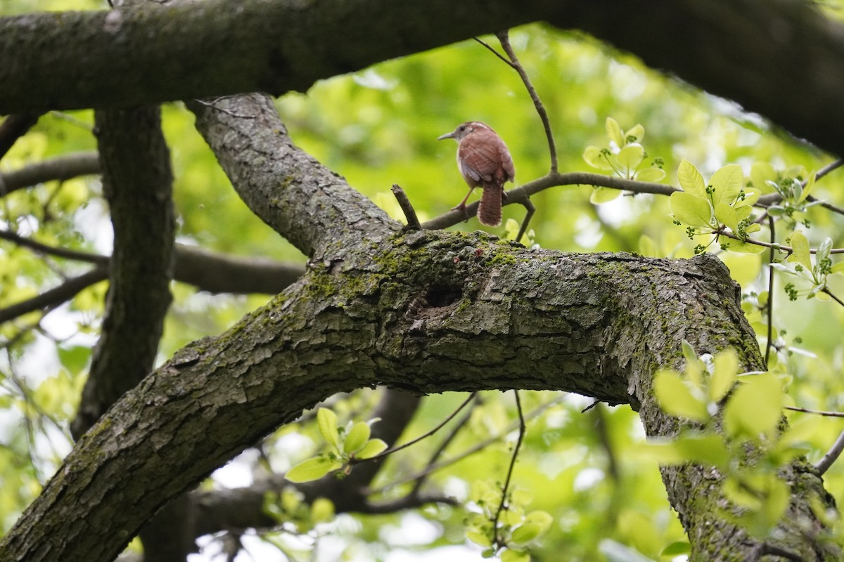 Carolina Wren - Braydon Leary