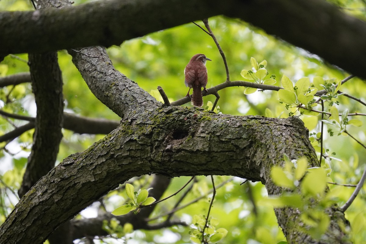 Carolina Wren - Braydon Leary