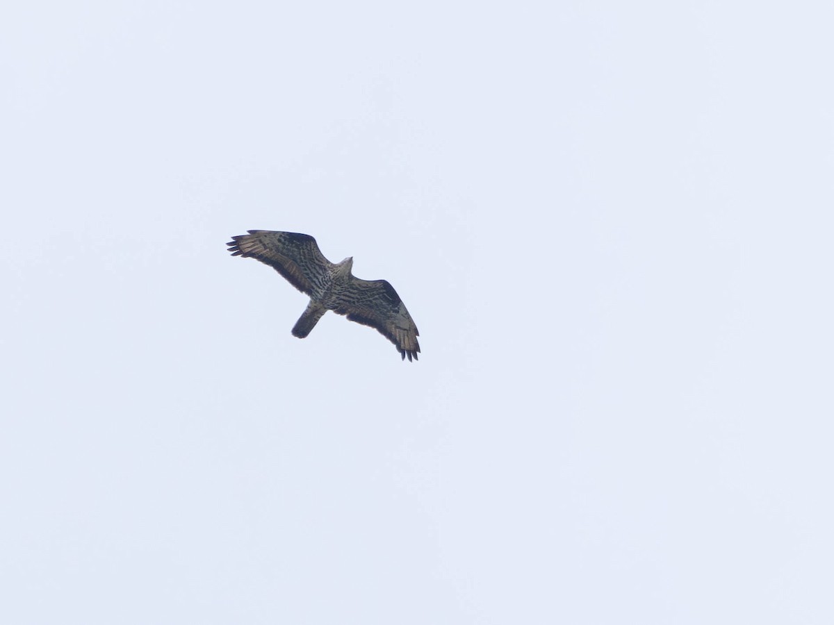 European Honey-buzzard - Katarzyna Matusik