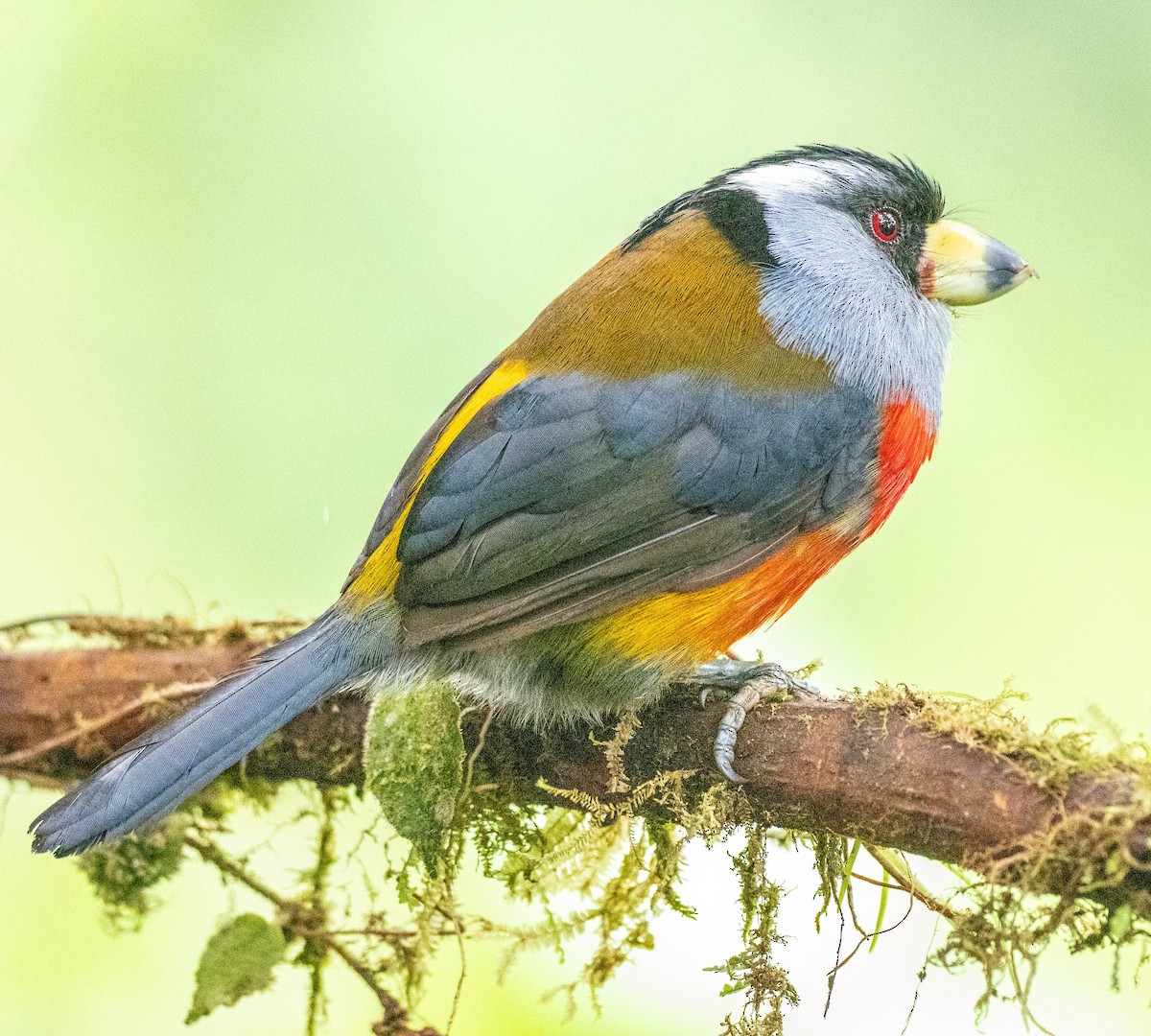 Toucan Barbet - Richard Thunen