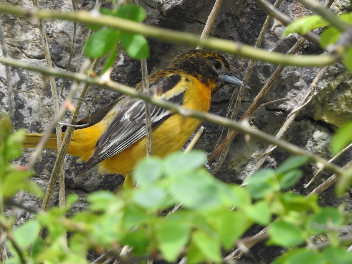 Baltimore Oriole - Connor Smith