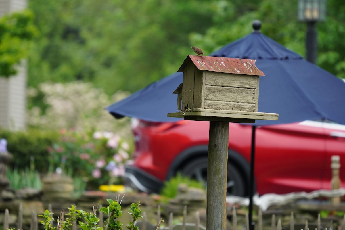 House Wren - Braydon Leary