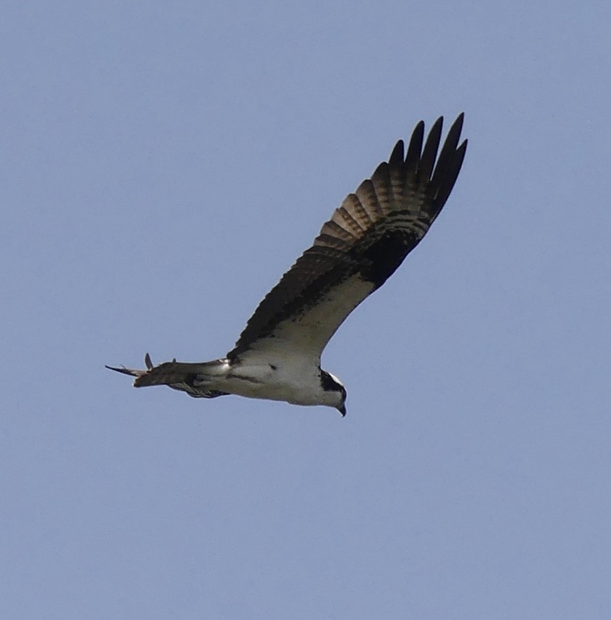 Osprey - ML618909584