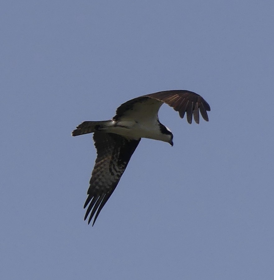 Osprey - ML618909585