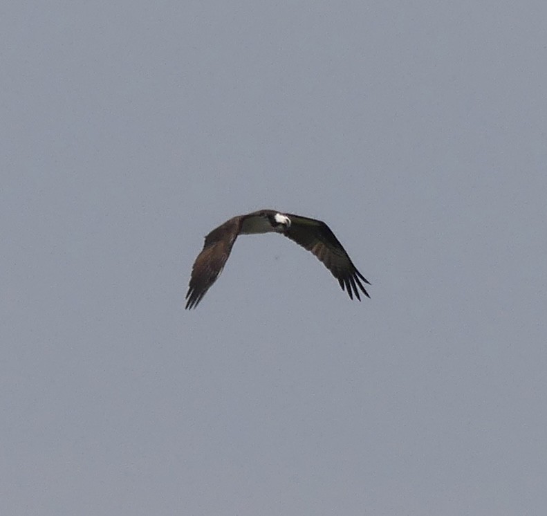 Osprey - ML618909589