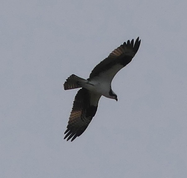 Osprey - ML618909590