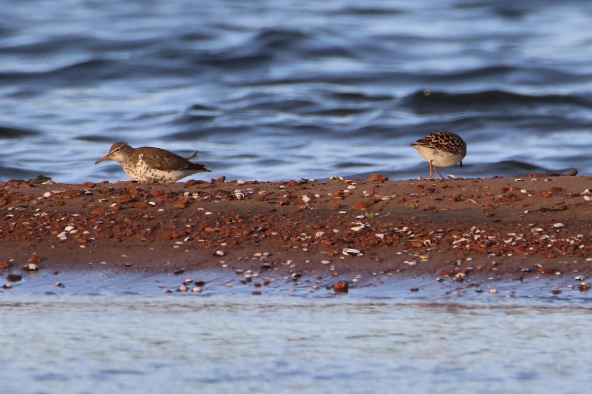 Spotted Sandpiper - ML618909609