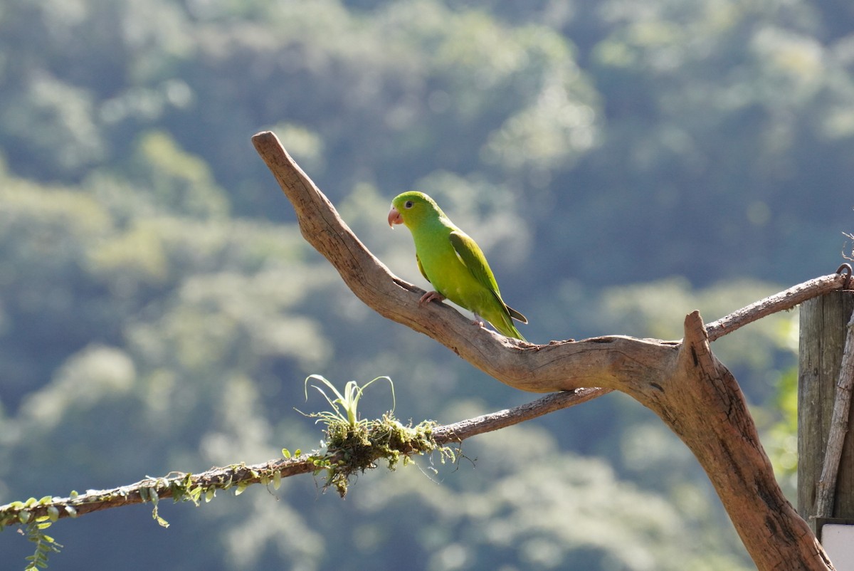 Plain Parakeet - ML618909616