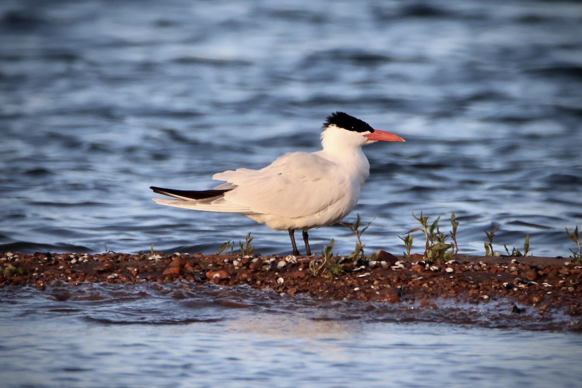 Caspian Tern - ML618909635