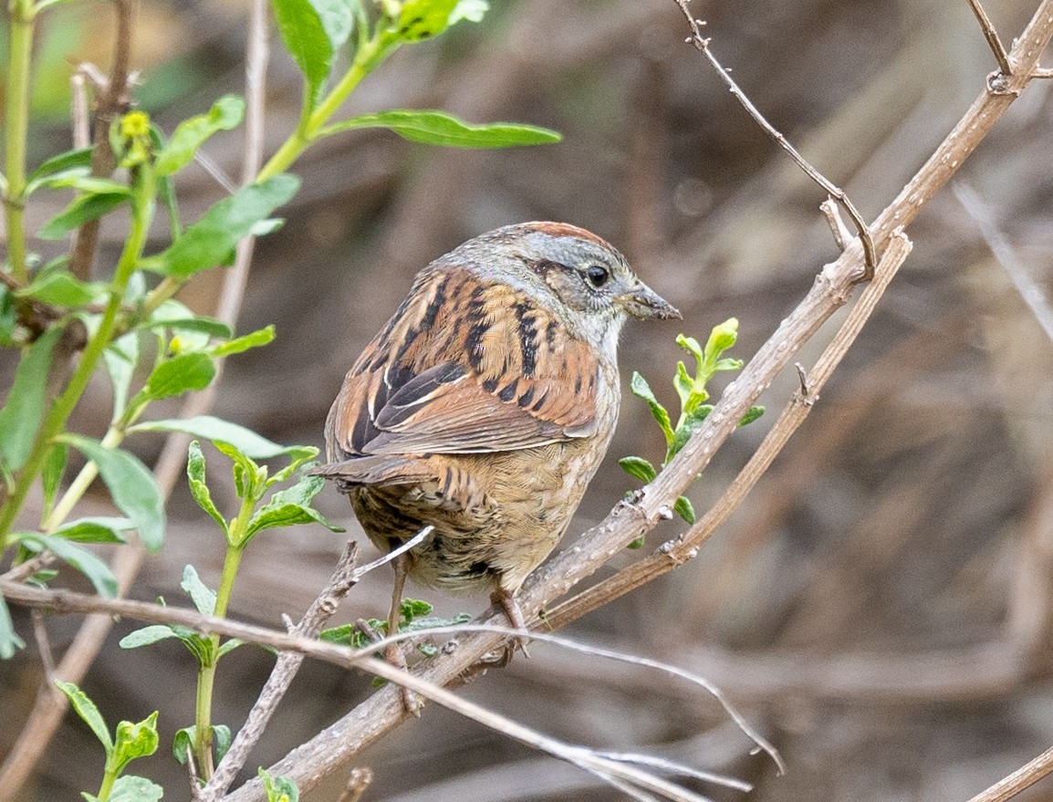 Swamp Sparrow - ML618909637