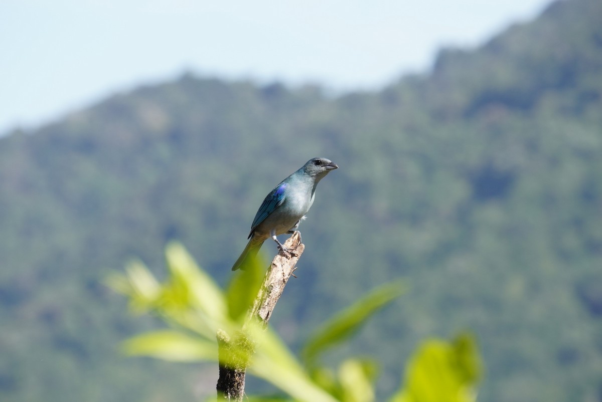 Azure-shouldered Tanager - ML618909643