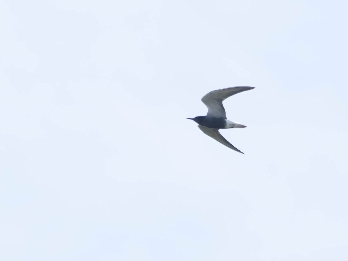 Black Tern - Katarzyna Matusik