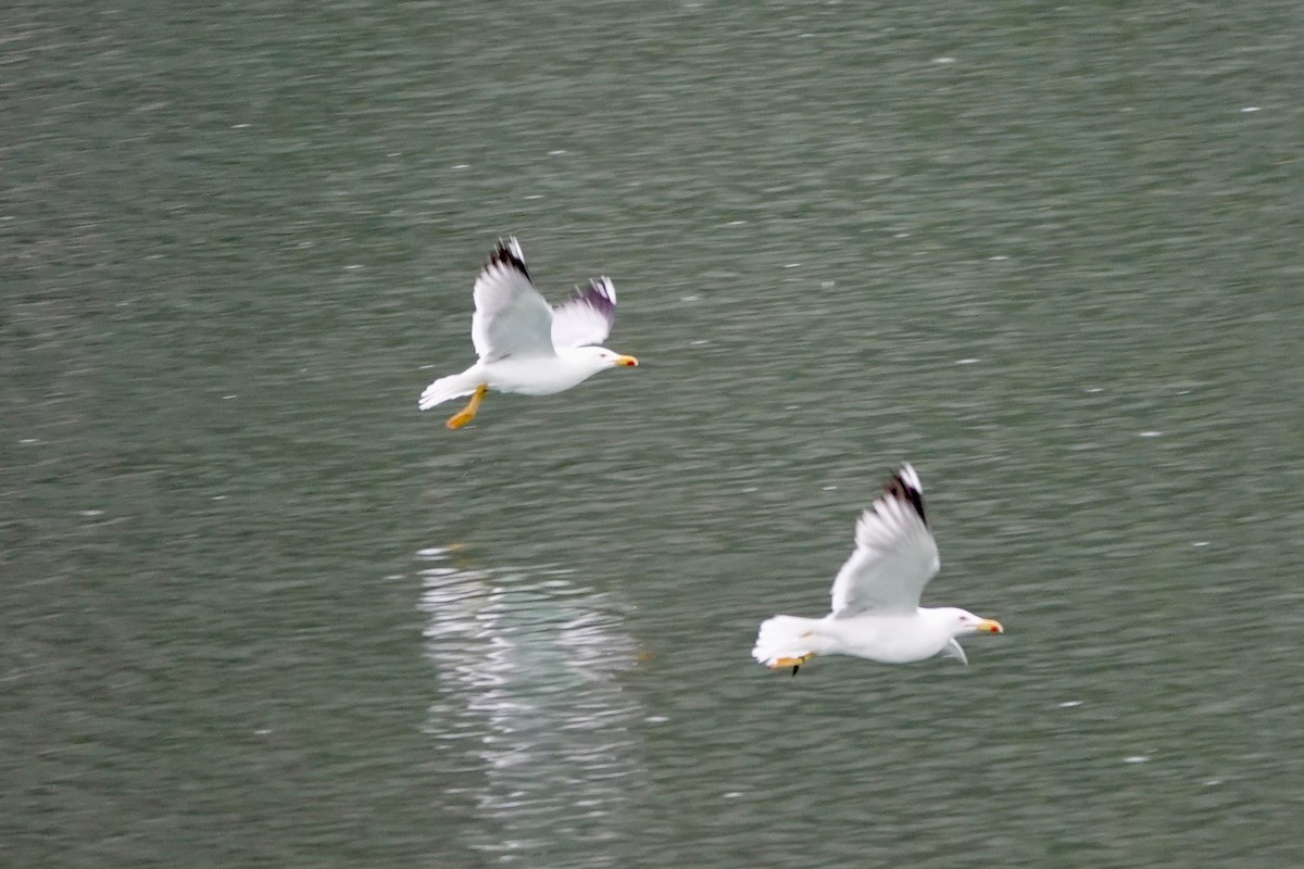 Yellow-legged Gull - David Ratcliffe