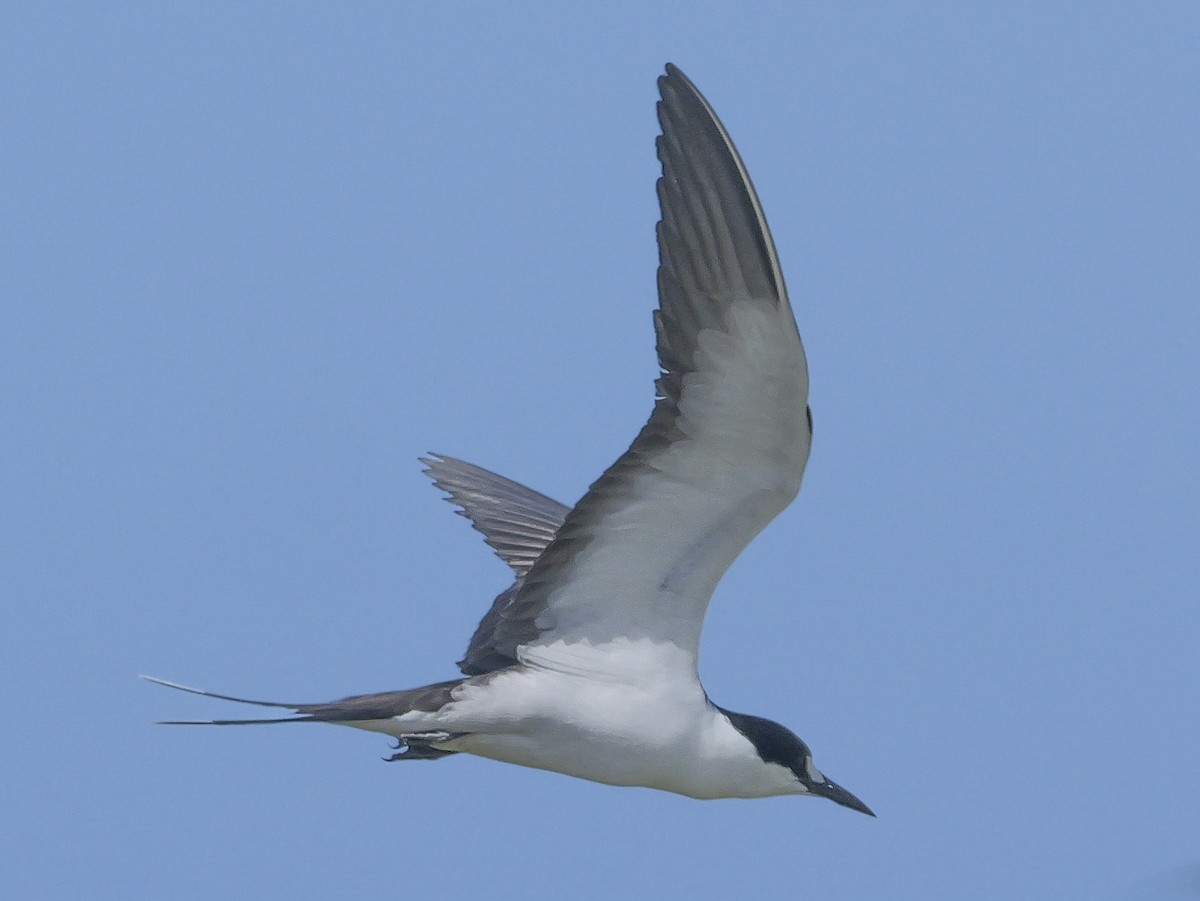 Sooty Tern - Roger Horn