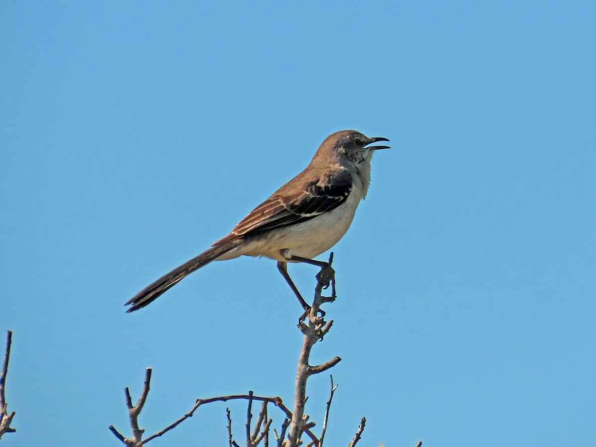 Northern Mockingbird - JoAnn Potter Riggle 🦤