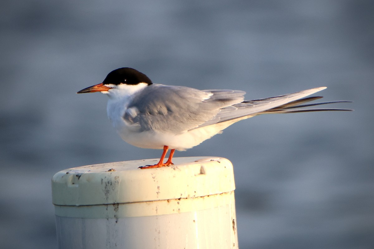 Forster's Tern - ML618909655