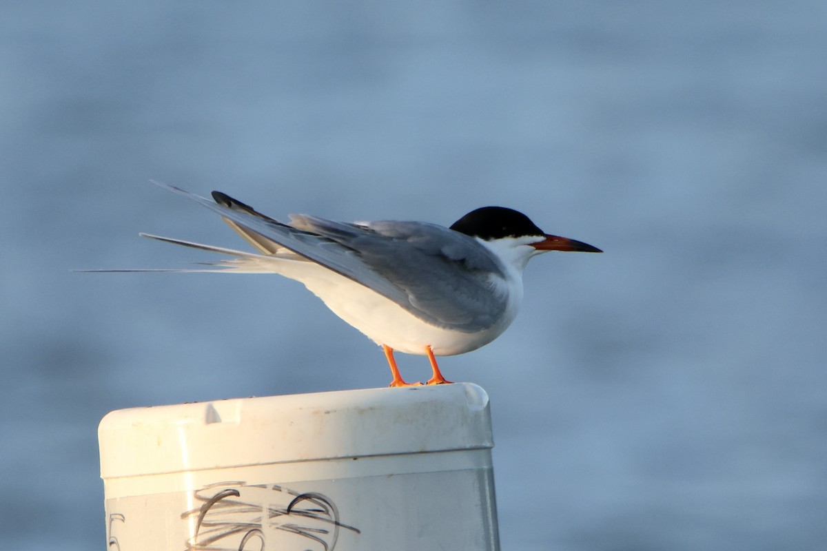 Forster's Tern - ML618909656