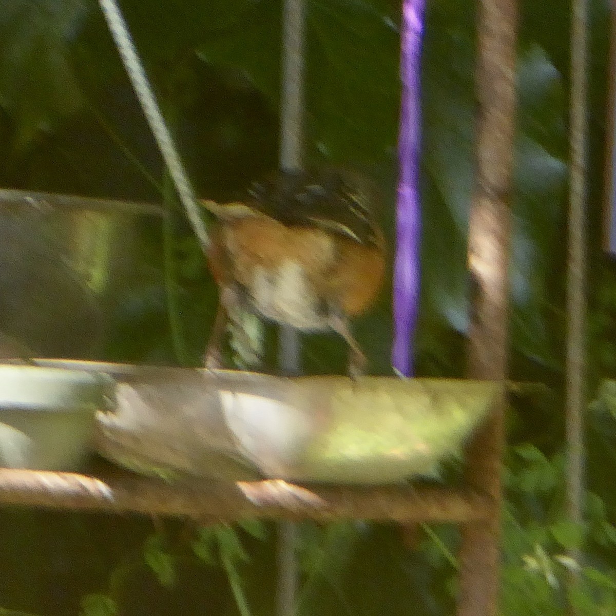 Spotted Towhee (oregonus Group) - Anonymous