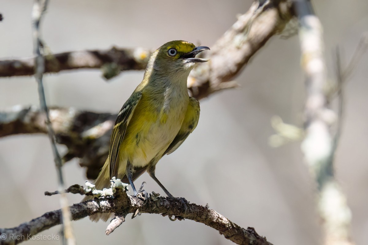 White-eyed Vireo - Rich Kostecke