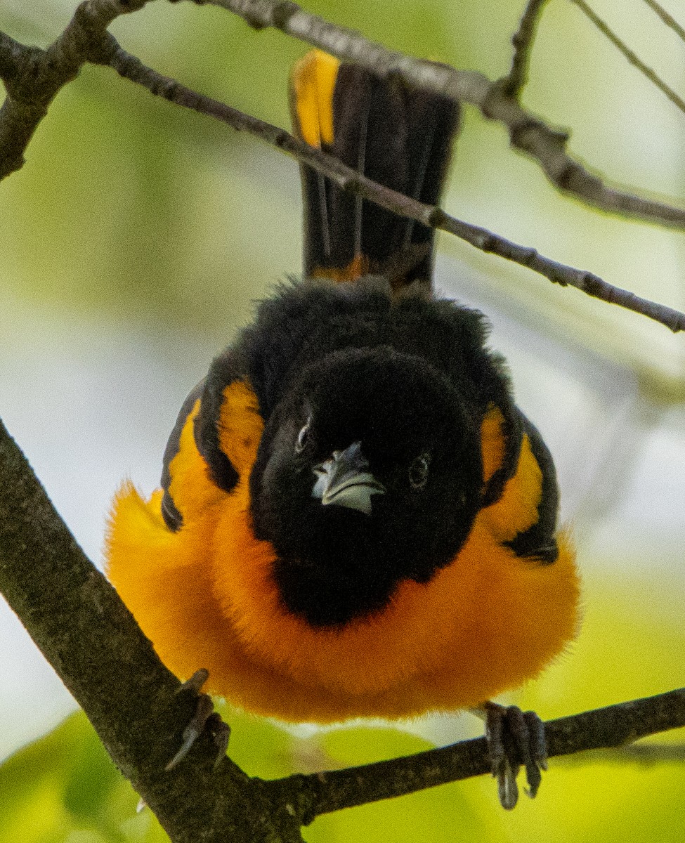Baltimore Oriole - Jenny Rogers