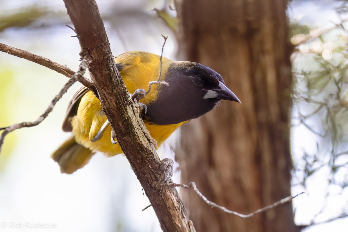 Audubon's Oriole - ML618909696