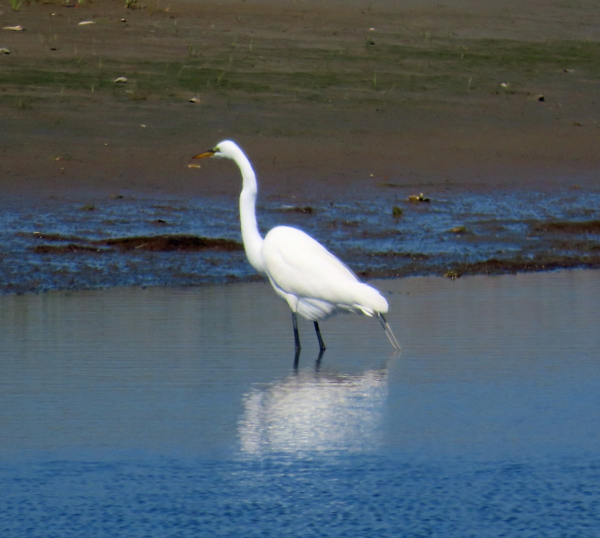 Great Egret - JoAnn Potter Riggle 🦤