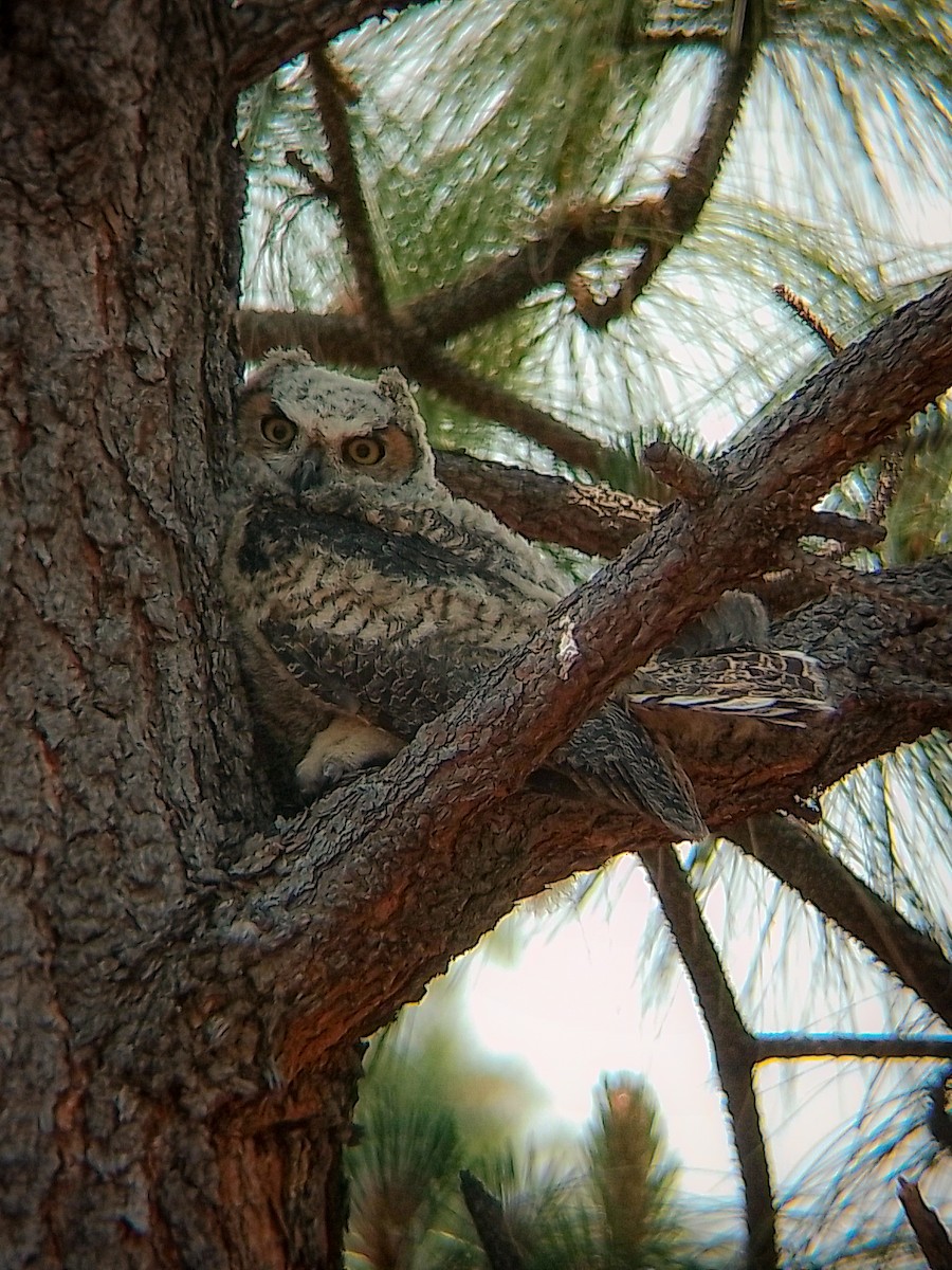 Great Horned Owl - Jorge Guerra