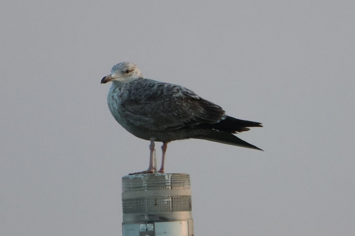 Gaviota Argéntea - ML618909759