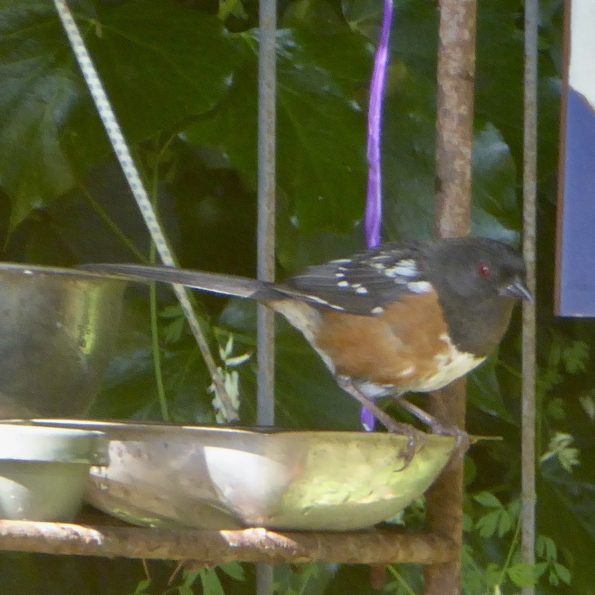 Spotted Towhee (oregonus Group) - ML618909760