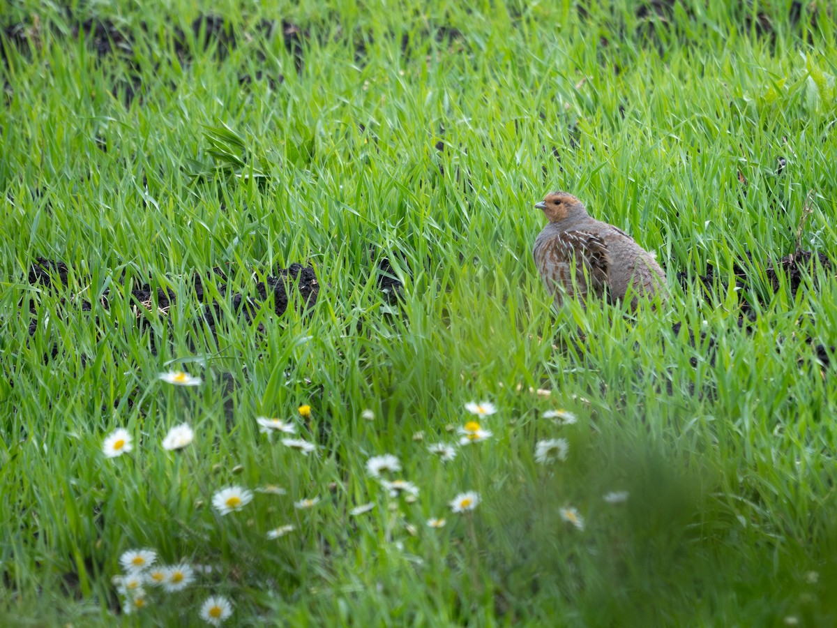 Gray Partridge - Katarzyna Matusik