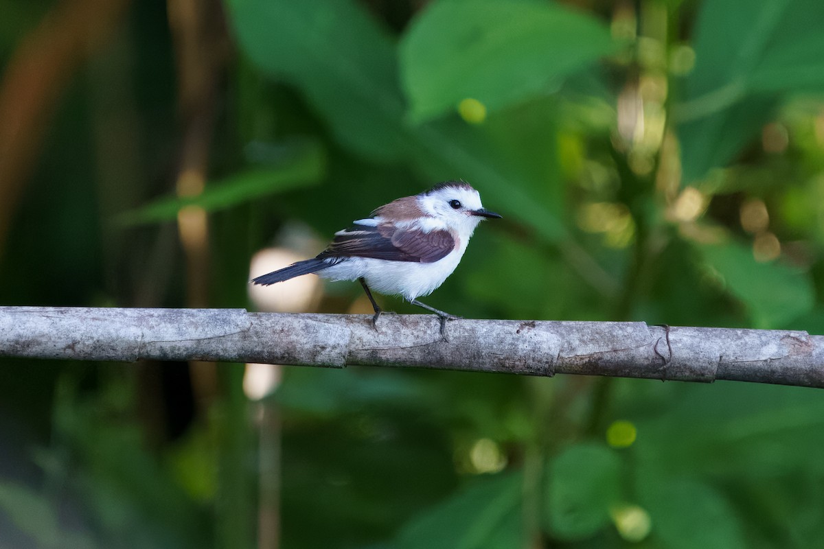 Pied Water-Tyrant - David Cedeño