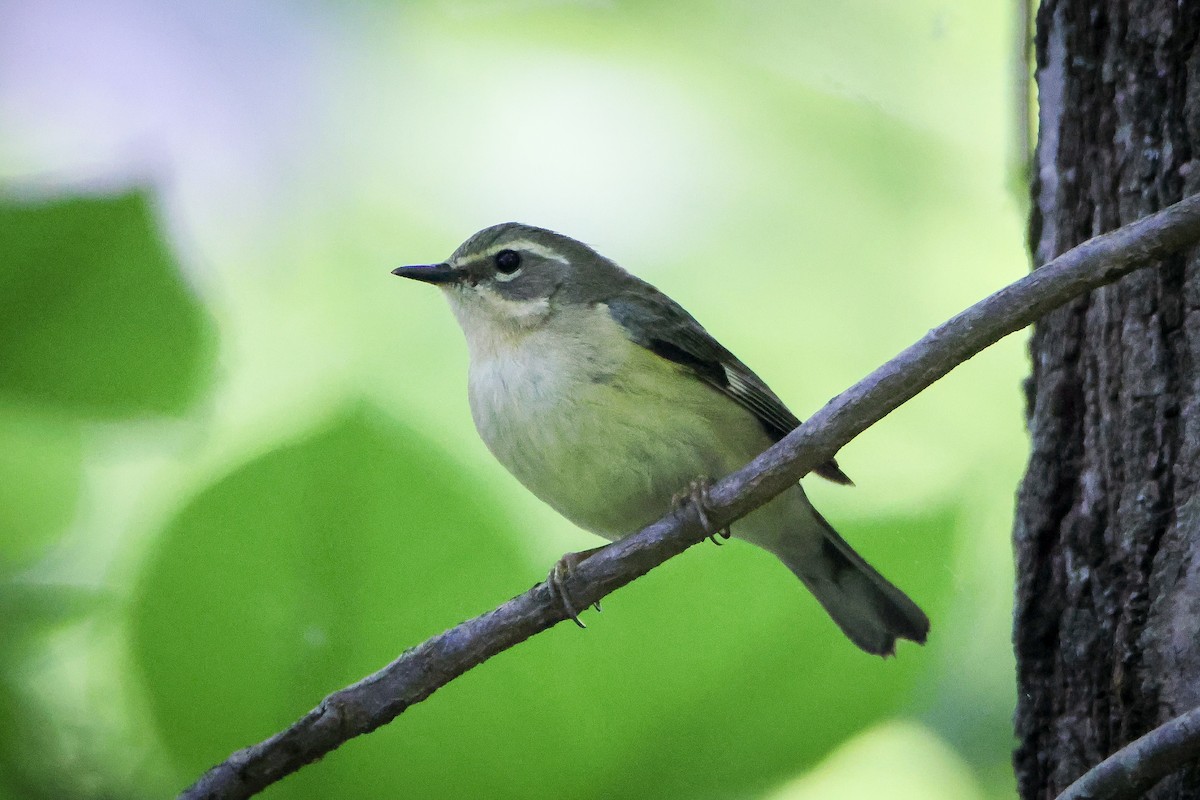 Black-throated Blue Warbler - Karen Wielunski