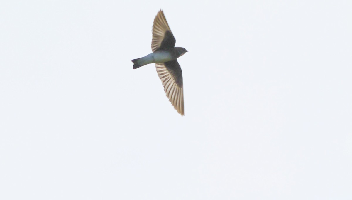Northern Rough-winged Swallow - ML618909822