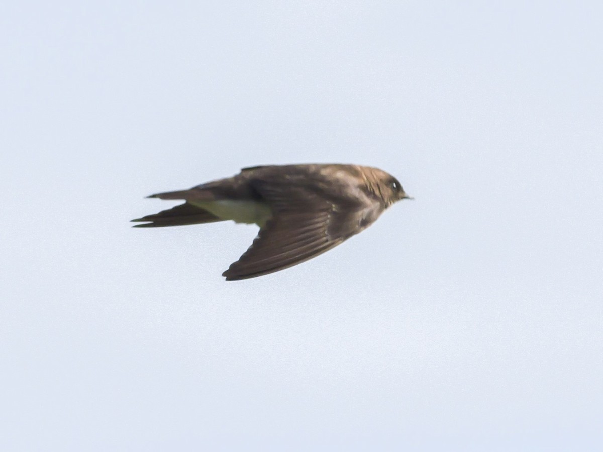 Northern Rough-winged Swallow - ML618909823