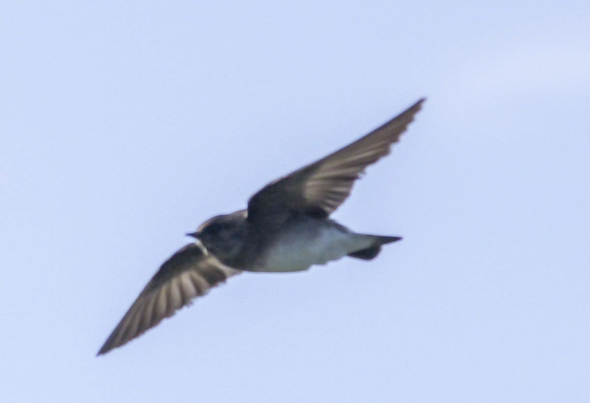 Northern Rough-winged Swallow - ML618909824