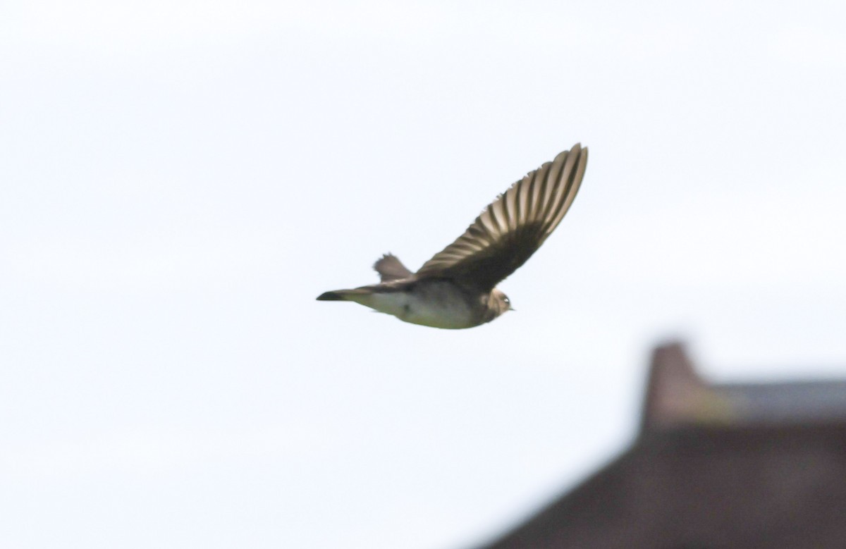 Northern Rough-winged Swallow - ML618909825