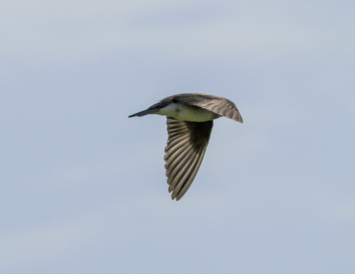 Northern Rough-winged Swallow - ML618909826