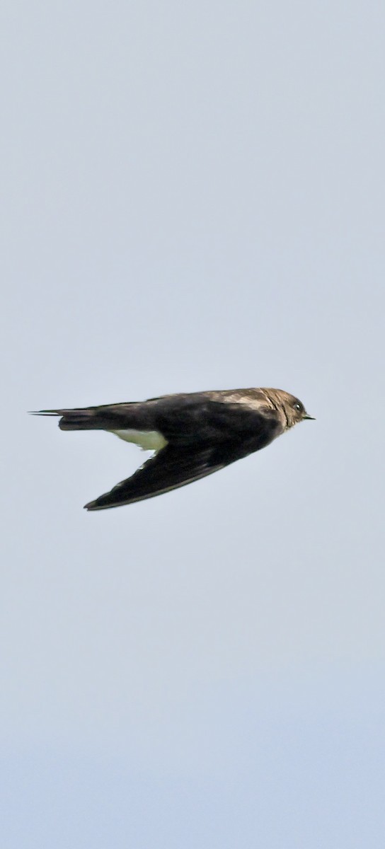 Northern Rough-winged Swallow - ML618909827