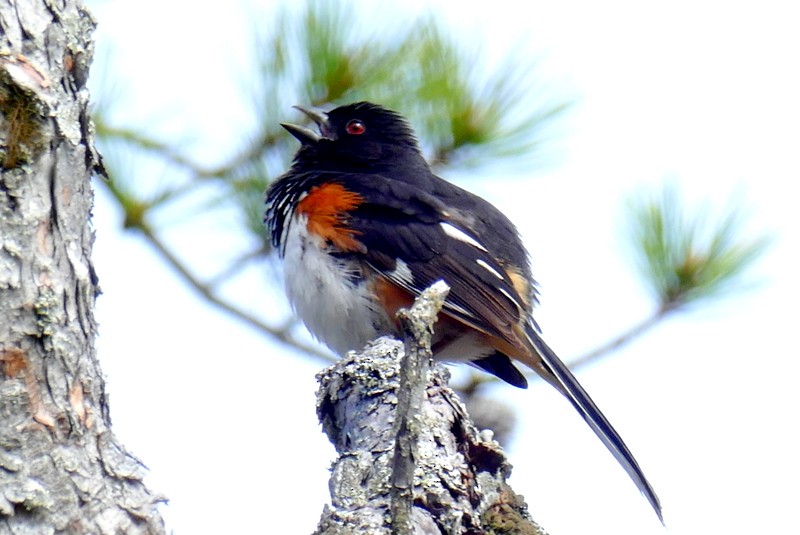 Eastern Towhee - Brad Woodward