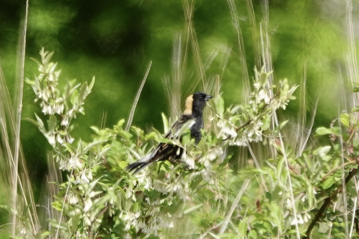 Bobolink - Jo Fasciolo