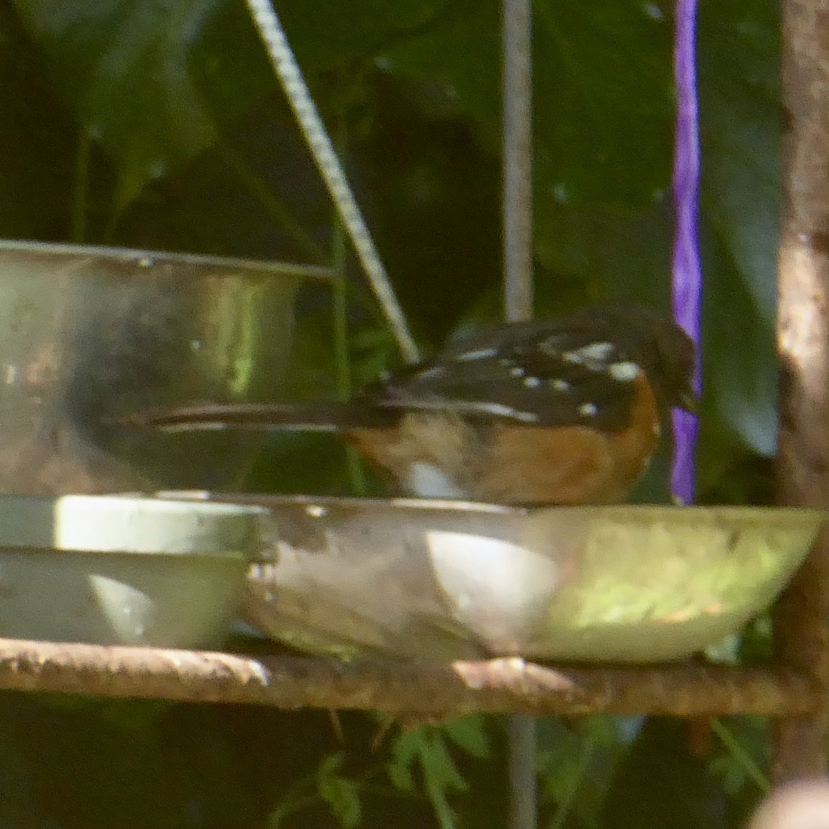 Spotted Towhee (oregonus Group) - Anonymous