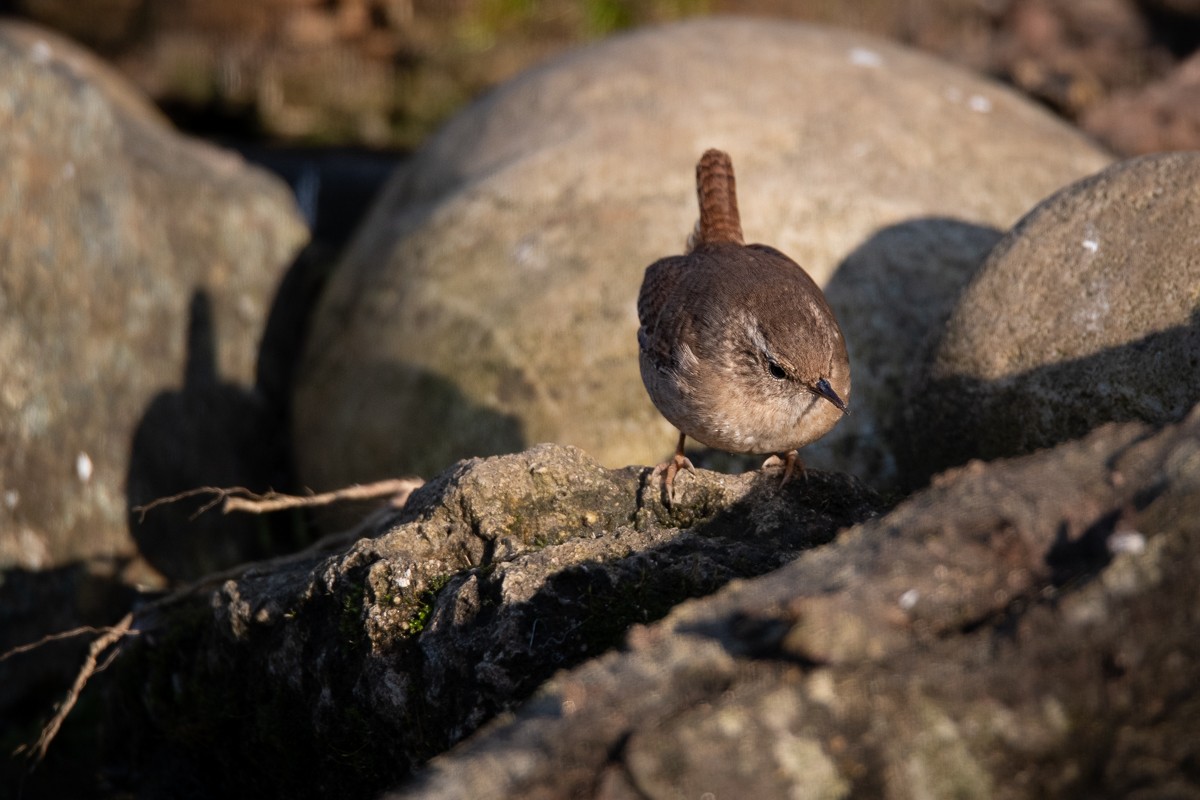 Eurasian Wren - Guido Van den Troost