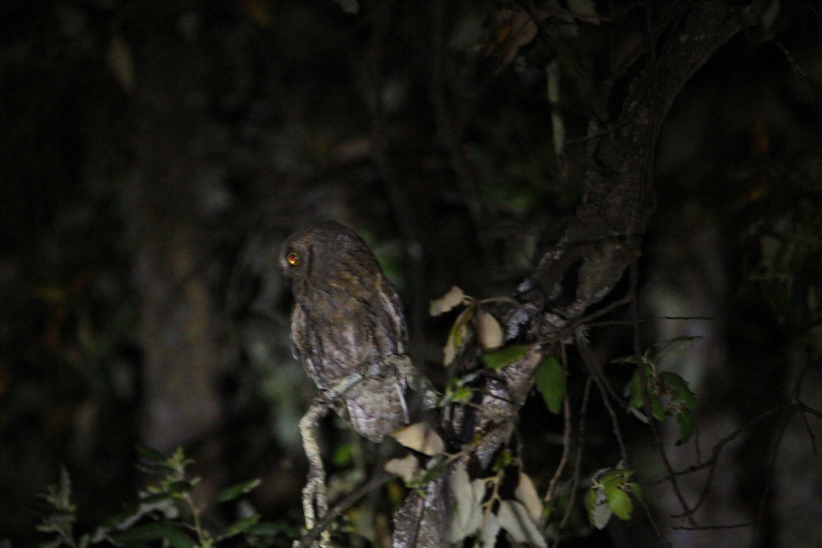 Eurasian Scops-Owl - Carlos Figueiredo